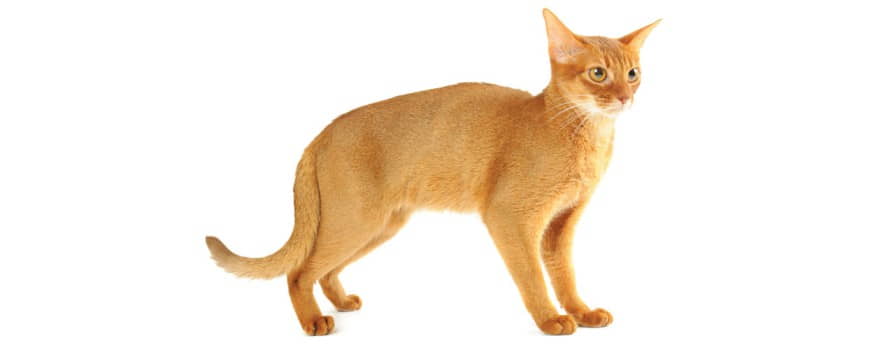 Abyssinian-3