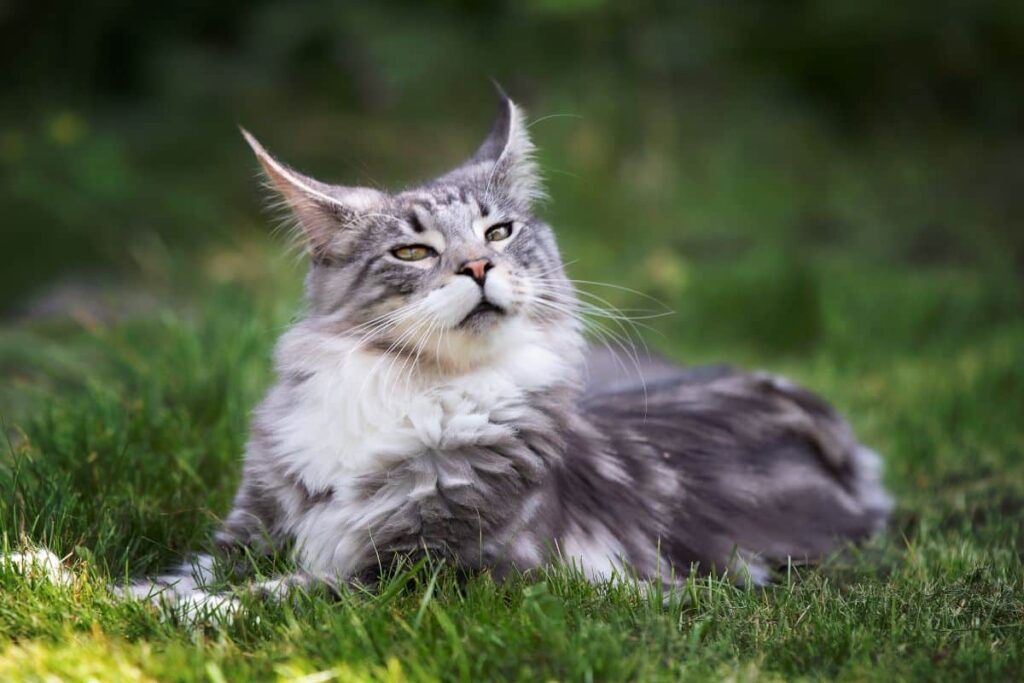 The Majestic Maine Coon Cat Breeds: A Complete Guide