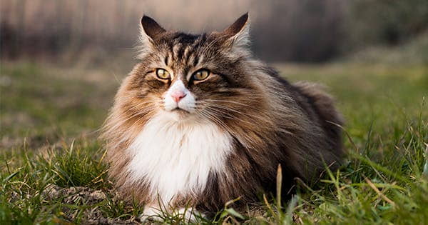 The Largest Domestic Cats