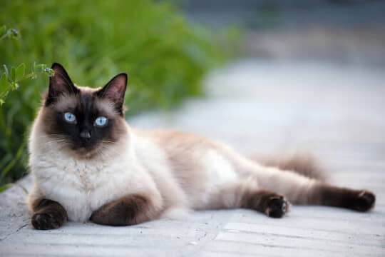 What-Are-the-Cutest-Cat-Breeds-3