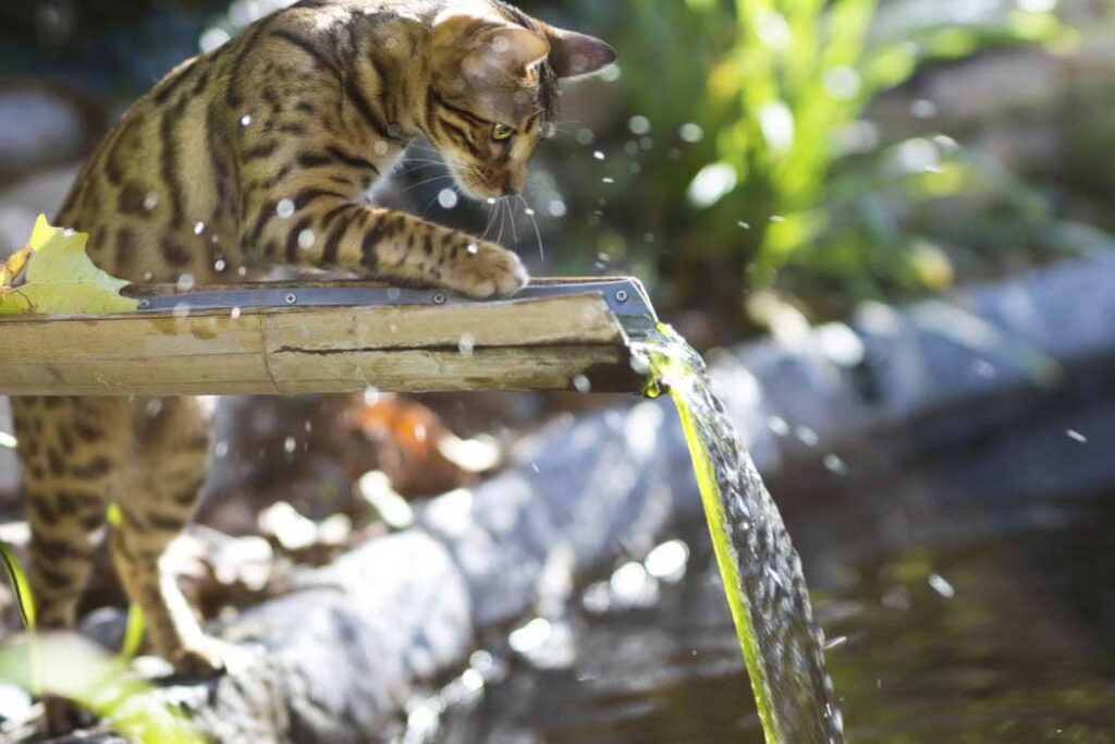 Why-Do-Some-Cats-Like-Water-2