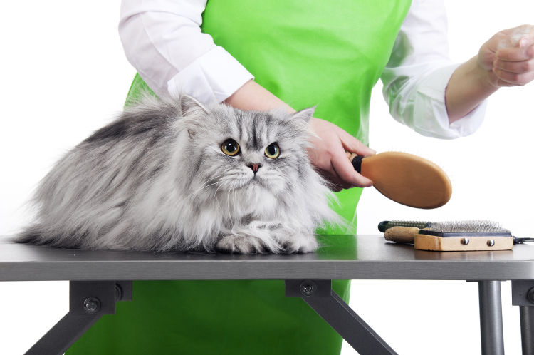 a-primer-on-cat-grooming-1