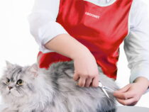 A Primer on Cat Grooming