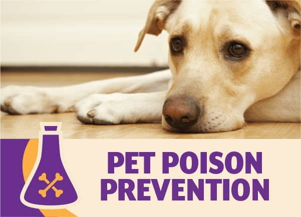 apccs-five-commandments-of-pet-poison-prevention