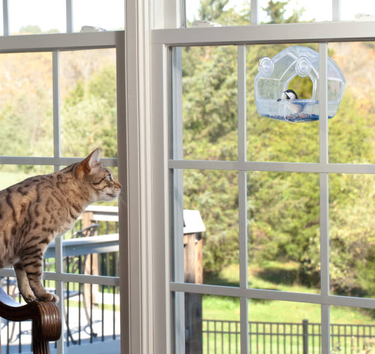 birds-for-cats-how-to-set-up-a-bird-feeder-for-indoor-cats-2