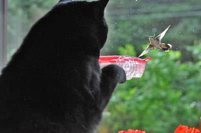 birds-for-cats-how-to-set-up-a-bird-feeder-for-indoor-cats-3