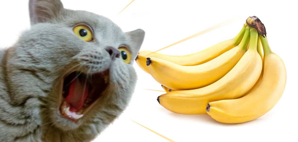 can-cats-eat-banana-1