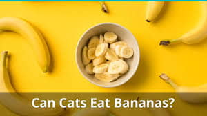 can-cats-eat-banana