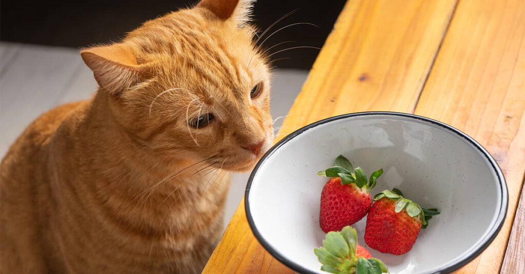 can-cats-eat-strawberries