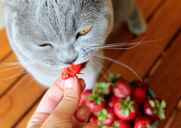 can-cats-eat-strawberries-2