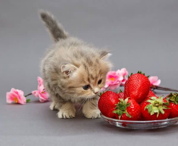 can-cats-eat-strawberries-3