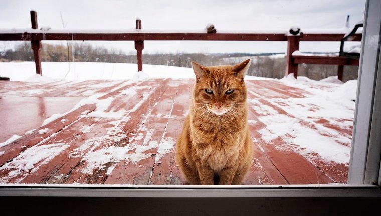 can-i-keep-my-indoor-outdoor-cat-inside-only-1