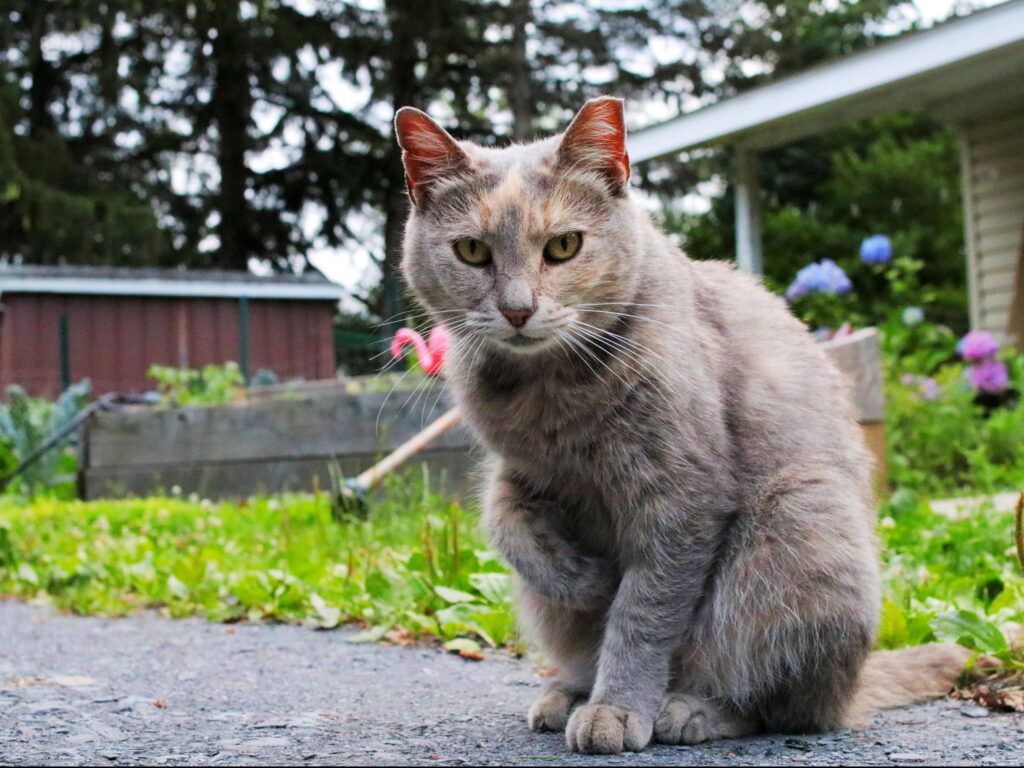 can-i-keep-my-indoor-outdoor-cat-inside-only-2