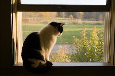 can-i-keep-my-indoor-outdoor-cat-inside-only