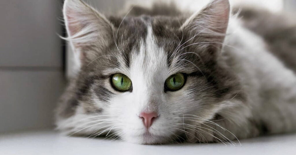 cat-eye-infections-symptoms-diagnosis-prognosis-and-treatment-3