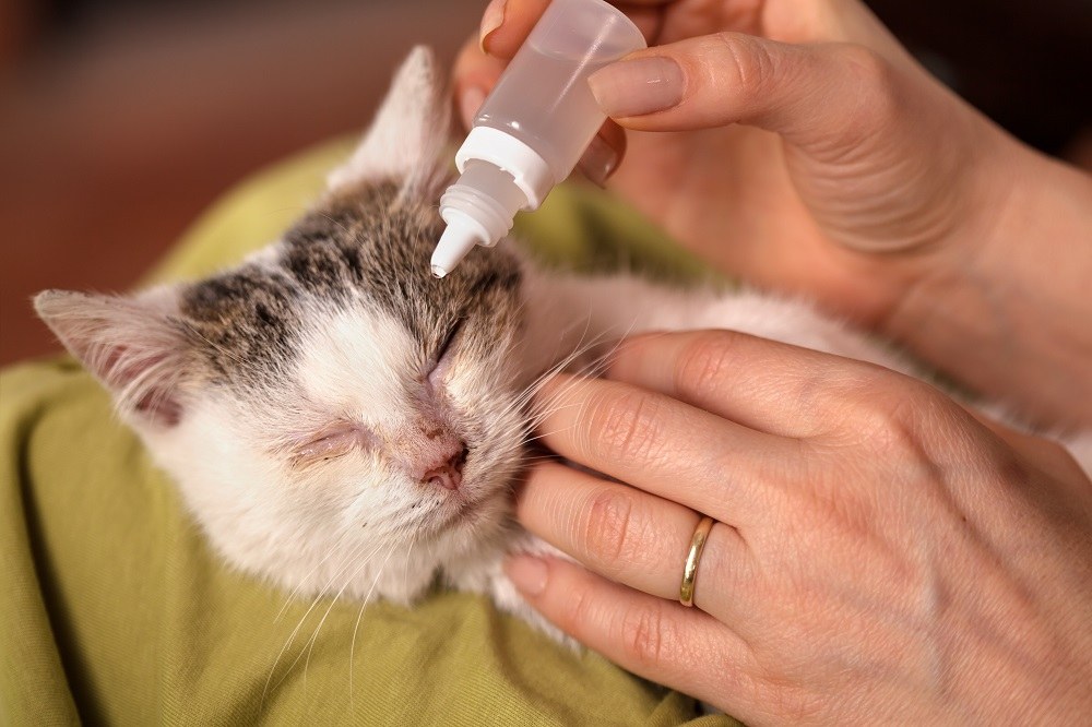 cat-eye-infections-symptoms-diagnosis-prognosis-and-treatment