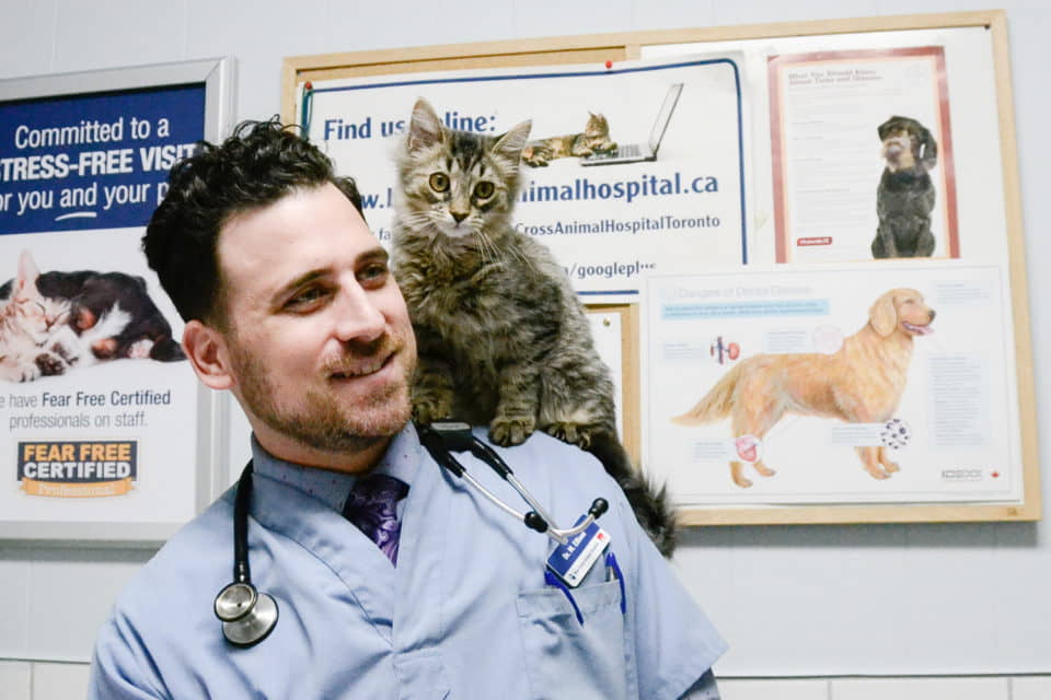 cat-kitten-vaccination-schedule-2