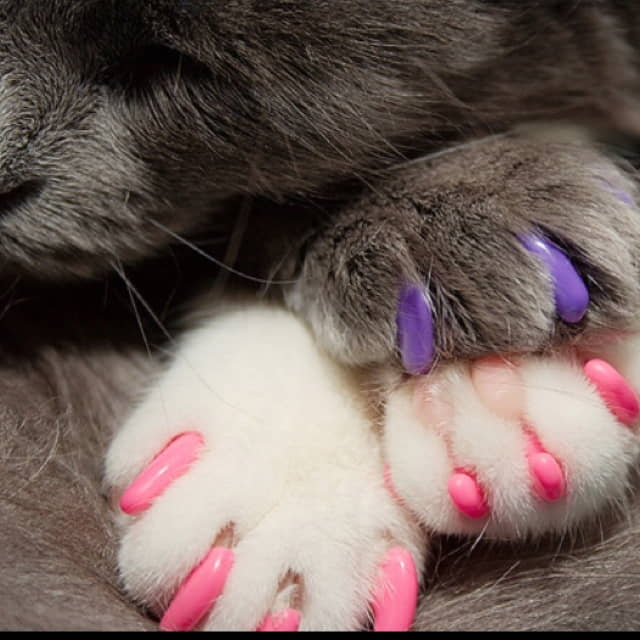 cat-nail-trims-and-nail-caps-1