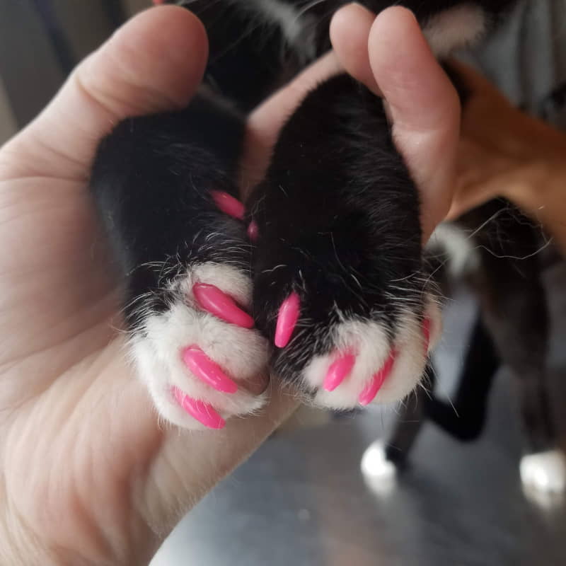 cat-nail-trims-and-nail-caps