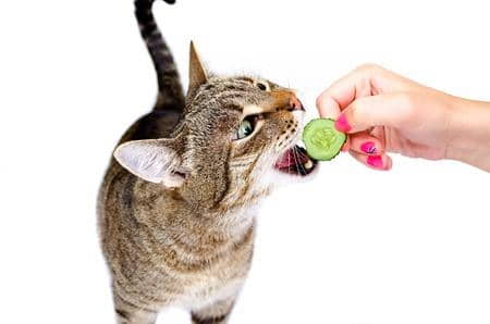 cat-treats-calorie-count-3