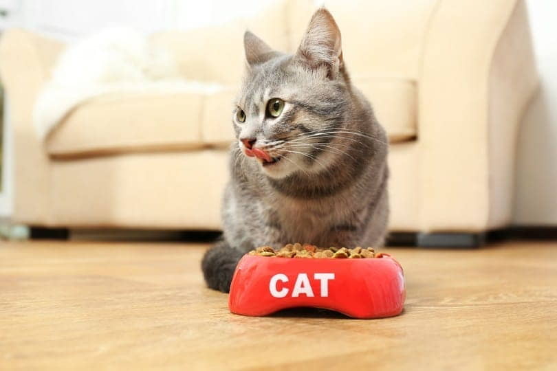 cat-treats-calorie-count