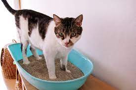 cat-urinary-tract-infections-symptoms-diagnosis-prognosis-and-treatment-4