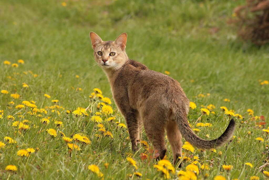 chausie