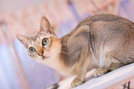 the-chausie-cat-breeds