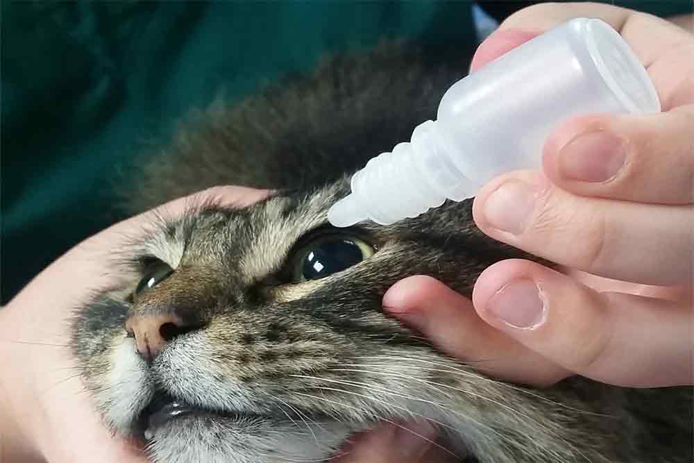 conjunctivitis-in-cats-introduction