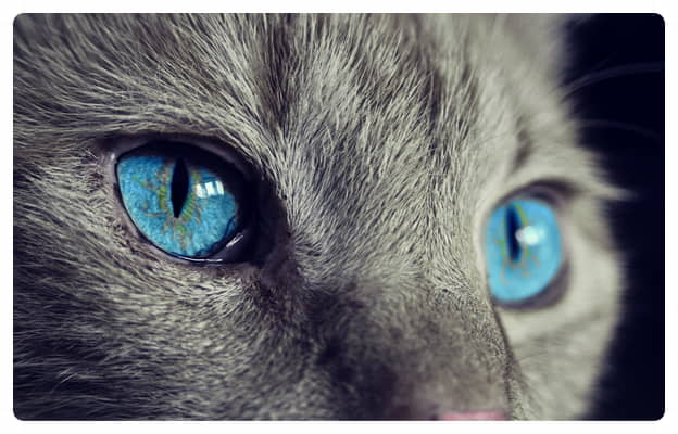 conjunctivitis-in-cats-outlook-causes-2