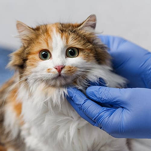 conjunctivitis-in-cats-outlook-causes-4
