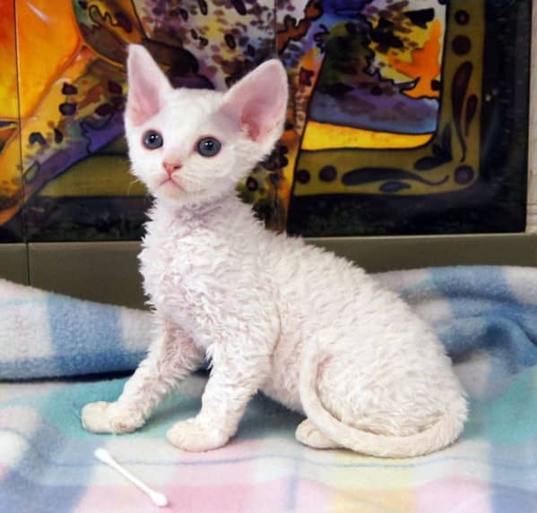 devon-rex-3