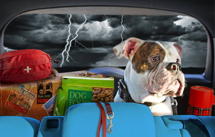 disaster-preparedness-and-pets-2