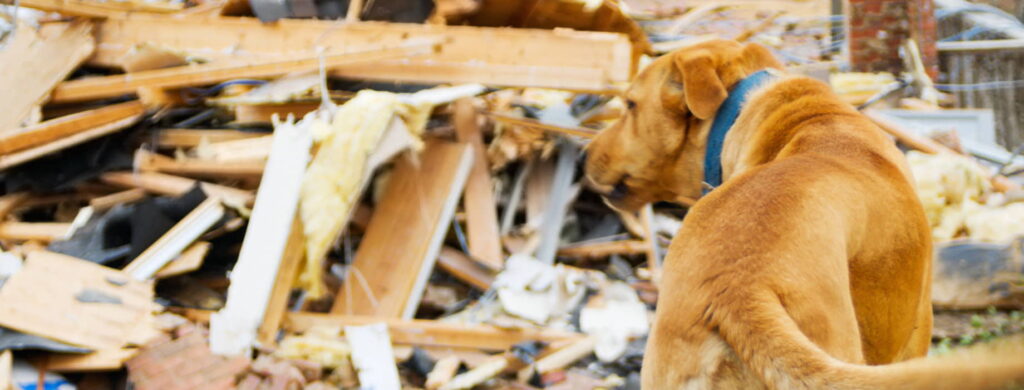 disaster-preparedness-and-pets-4