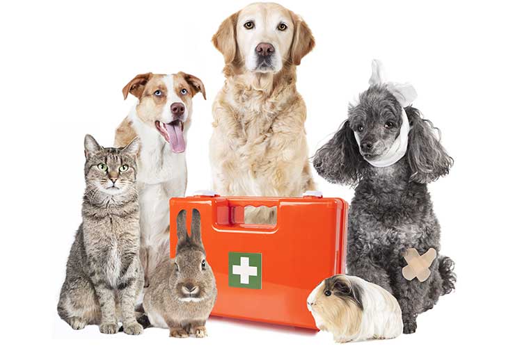 disaster-preparedness-and-pets