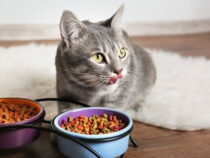 Dry Cat Food Calorie Count
