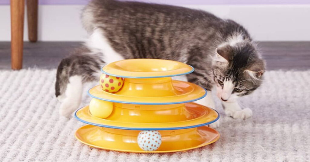 entertainment-for-cats-5-ways-to-keep-kitty-happy
