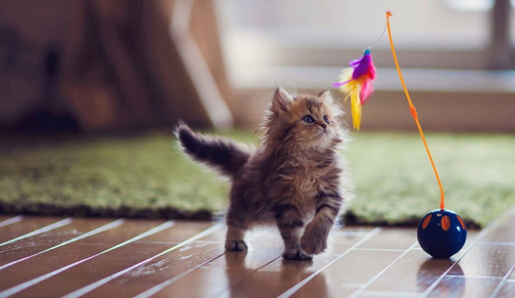 entertainment-for-cats-5-ways-to-keep-kitty-happy-3