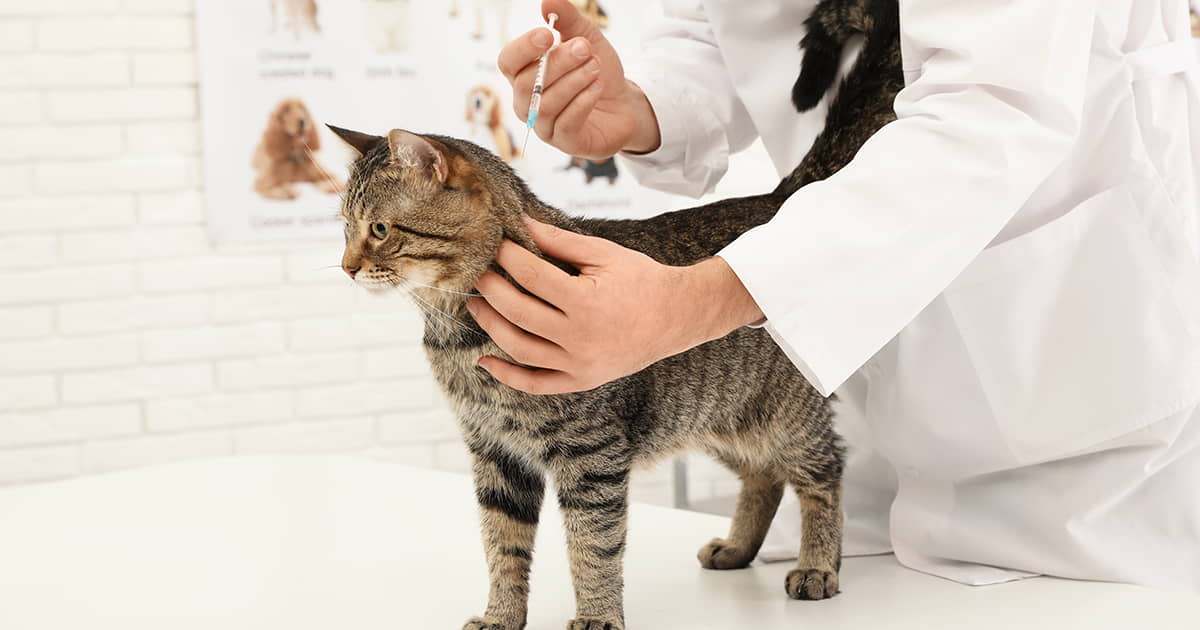 FeLV Facts Diagnosis and Transmission - Cat Food Site