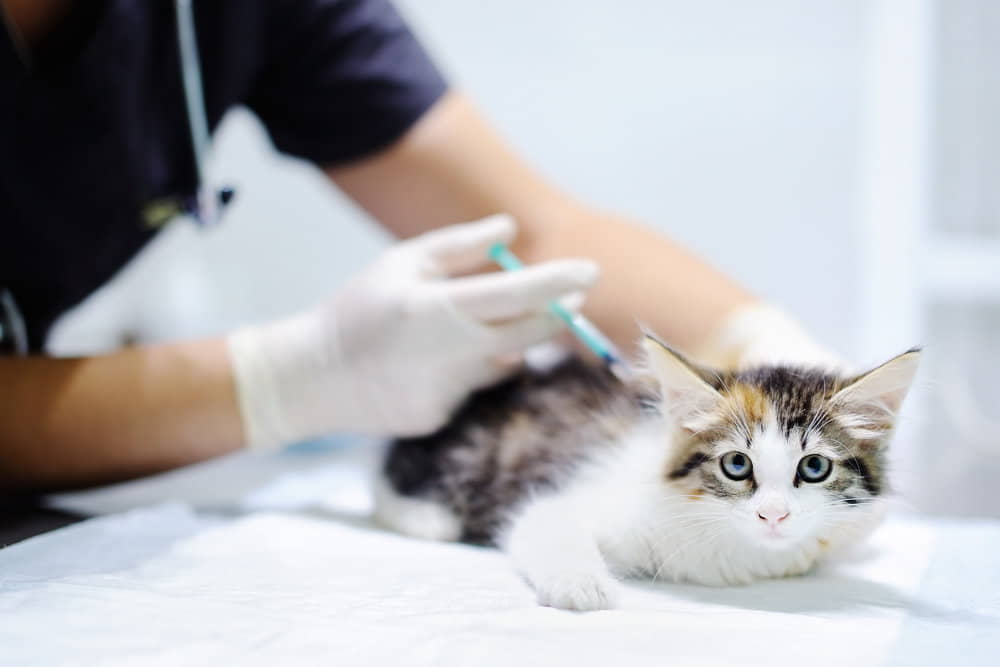 fiv-feline-immunodeficiency-virus-in-cats-2