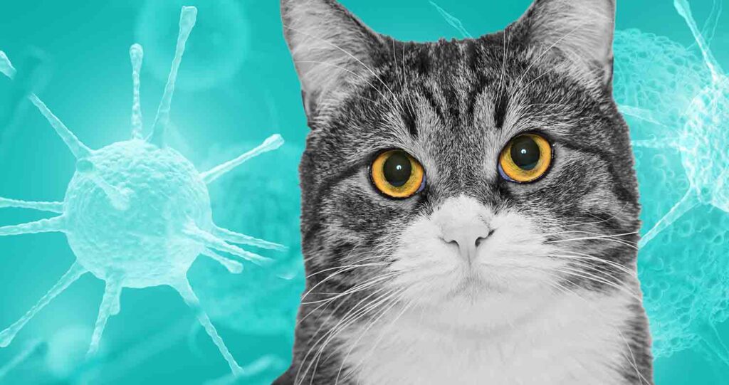 fiv-feline-immunodeficiency-virus-in-cats-3