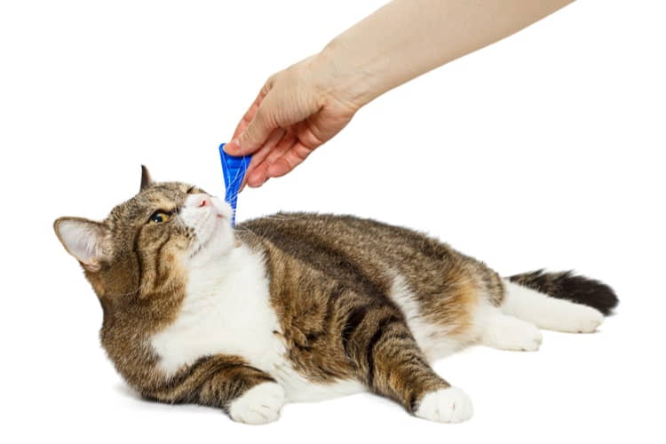 flea-products-dangerous-to-cats-1