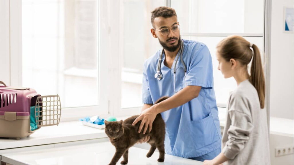 get-your-cat-to-like-the-vet-3