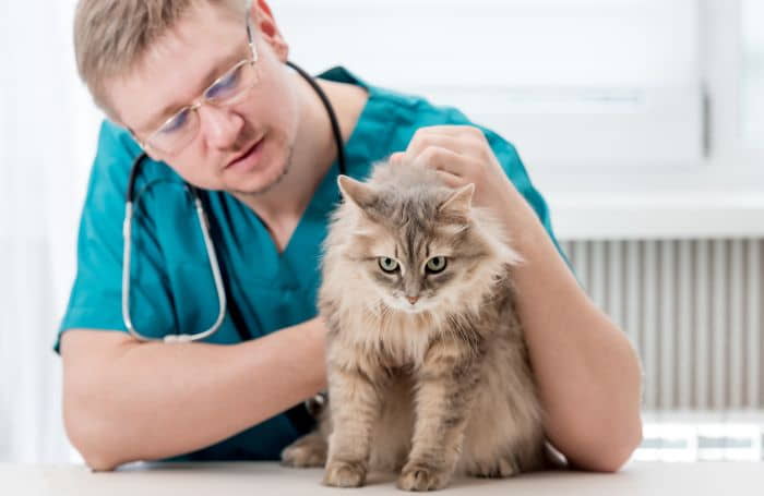 get-your-cat-to-like-the-vet-4