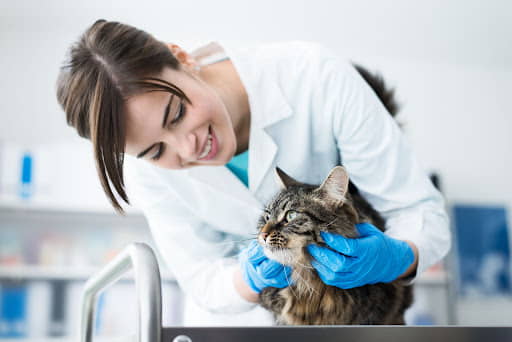 get-your-cat-to-like-the-vet-5