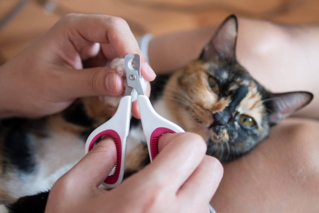 grooming-tips-how-to-trim-your-cats-nails-2