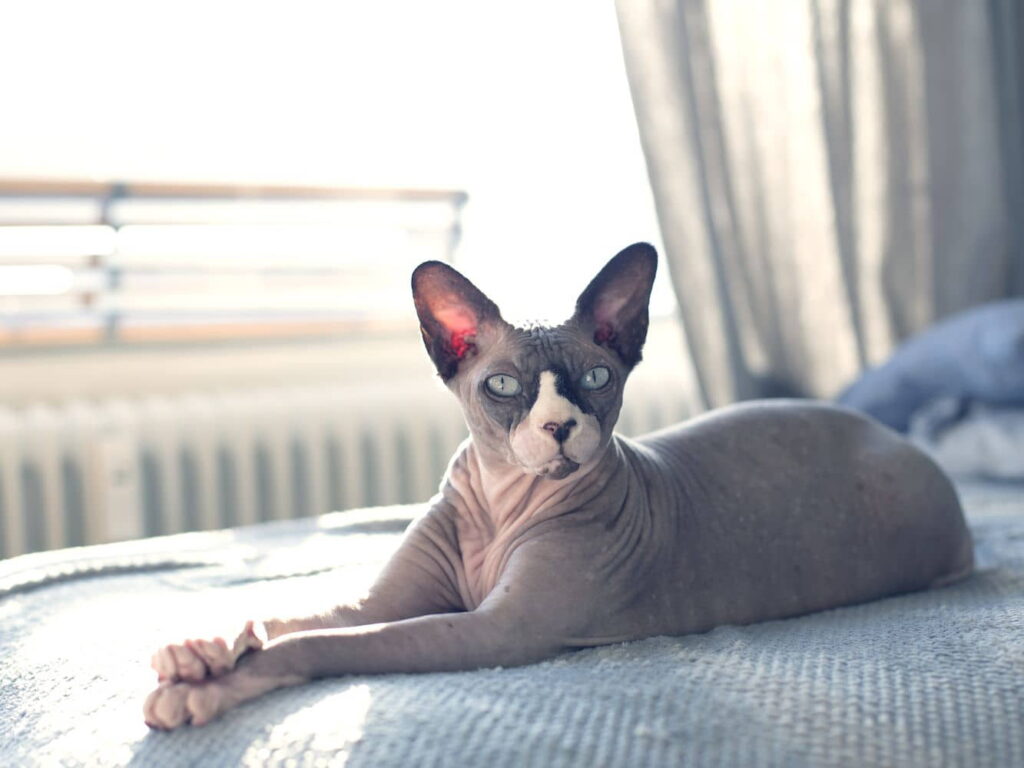 hairless-cats-breeds-info-and-facts