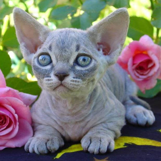 hairless-cats-breeds-info-and-facts