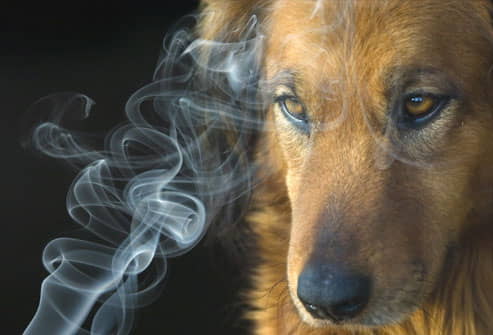 how-cigarette-smoke-affects-pets-1