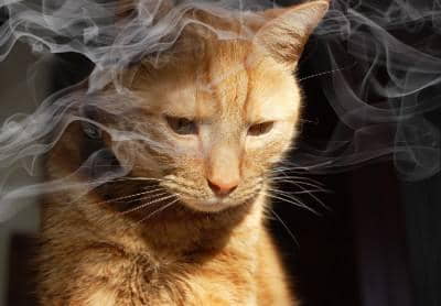 how-cigarette-smoke-affects-pets-5